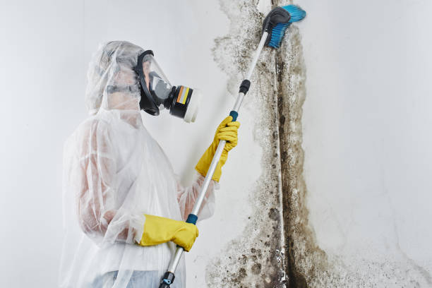 Professional Mold Removal in Sewell, NJ