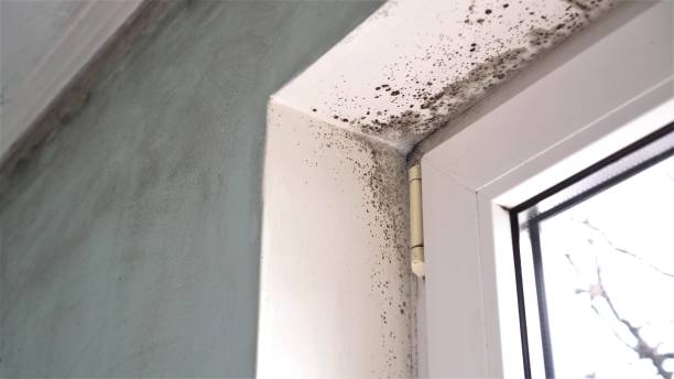Best Mold Removal Process  in Sewell, NJ
